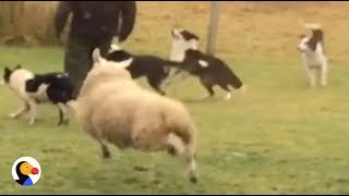 Sheep Plays With Dogs  The Dodo [upl. by Folger721]