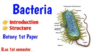 Structure of Bacteria Bsc 1st semester Botany Microbial world Bacteria structure UmeshBiology [upl. by Avat]