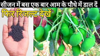 How to fertilize Mango plant  how to get more fruits on mango  Care of mango plant [upl. by Carmena]