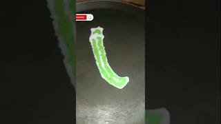 kids dosai new youtubeshorts funny cooking 🥒 [upl. by Kelila953]