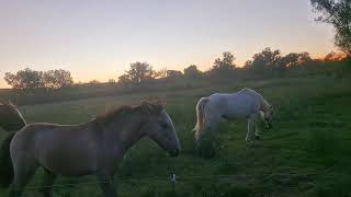 VTT Barzoïs DU JOYAU DES BOIS chevaux et poulain la bonne entente [upl. by Hester510]