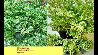 How to care amp Grow Euonymus Fortunei Silver Queen plant [upl. by Assennav374]