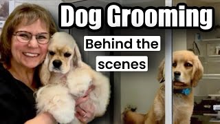 LIVE Now Dog Grooming Behind the Scenes 2 Yorkies Schnoodle  2 Poodles 4 Shih Tzu’s Cavachon [upl. by Waterer]