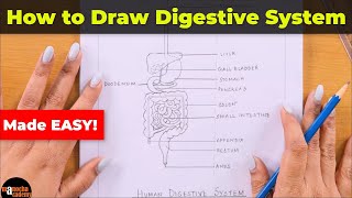 How to Draw Human Digestive System Easily [upl. by Mukund]