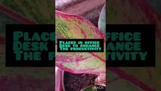 Aglaonema plant  indoor plant fengshui plant  beautiful [upl. by Aihseyt]