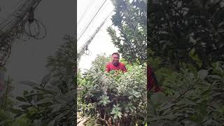 Trip trip lang 🤣🤣🤣✌️ credittotheownerofthisvideo funny laughttrip comedy [upl. by Winson]