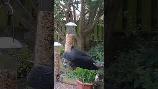 Jackdaws raiding the hanging bird feeders [upl. by Nuavahs]