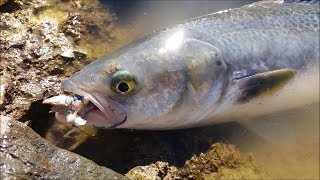 NZ Basic Fishing  Surfcastingbeach fishing  Great Rig to use for long distance casting [upl. by Kristoforo368]