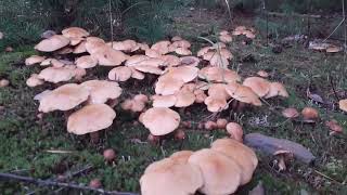 Maślak sitarz Suillus bovinus L Roussel [upl. by Errol125]