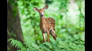 Avezvous Rêvé de Forêt [upl. by Llet719]