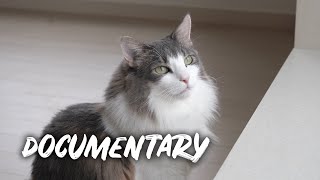 One year with cats  Norwegian forest cat [upl. by Rachele]