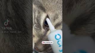 comme des larmes artificielles éviter le dessèchement des yeux pendant l’anesthésie chat animaux [upl. by Oakie]