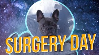 FRENCHIE GETS BOAS SURGERY  ROAD TO RECOVERY  Part 1  DOG VLOG [upl. by Austreng]