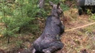 Daring Moose Rescue Caught on Tape [upl. by Etnecniv]