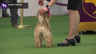 Cairn Terriers  Breed Judging 2020 [upl. by Timothee134]