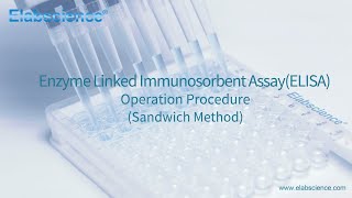 Enzyme Linked Immunosorbent Assay ELISA Operation Procedure Sandwich Method  Elabscience [upl. by Zitella]