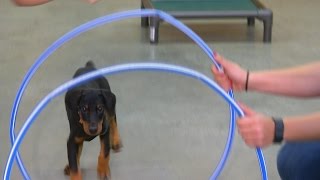 Doberman Puppy quotEviequot 9 Wk Obedience Training Personal Protection Candidate For Sale [upl. by Shaefer]