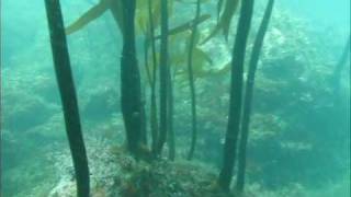 Into the Kelp Freedive Hunting Californias North Coast [upl. by Yelserp480]