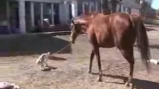 Sporty the jack russell terrier leads a horse [upl. by Abdel]