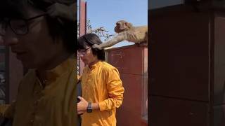 Bandar chashma le Gayashots souravjoshivlogs vlog [upl. by Zahc277]