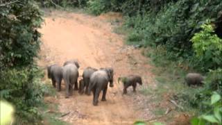 elephant tracking bukit tigapuluh sumatrawmv [upl. by Ikeda]