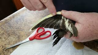 Clipping Cockatiel Wings [upl. by Oiligriv]