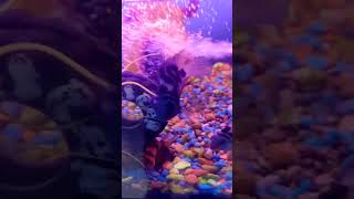 Pecera grande🐠🐟🐡🐚peceras fish pezguppy aquarium [upl. by Anek]