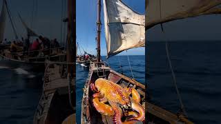 Massive YellowOrange Octopus Found on Boat While Crew Works Nearby [upl. by Marvin]