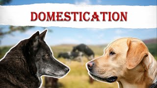 Domestication How Dogs and more Became Mans Best Friend [upl. by Reichel122]