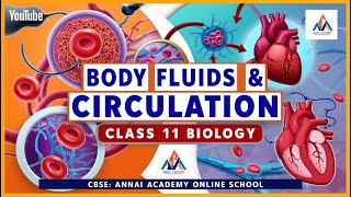 Body Fluids amp Circulation Explained Class 11 Essentials [upl. by Tolecnal]