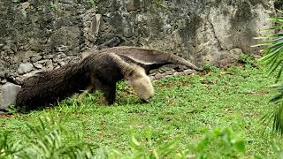 Giant AntEater Walking [upl. by Kalin962]