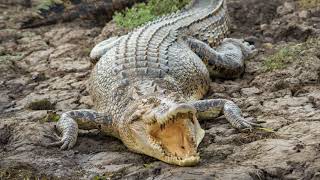 Kakadu and the Top end Photography Tour with the Pentax K3 Markii [upl. by Uziel]