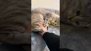 5 Anzeichen dass deine Katze verwöhnt ist 3 CatInfo cat catsofyoutube katze [upl. by Safier453]