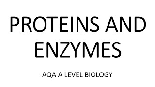 Digestion and Absorption for Alevel Biology Carbohydrates proteins and lipids micelles [upl. by Itnahsa]