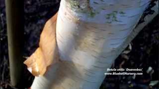 Betula utilis var jacquemontii Doorenbos Himalayan Birch [upl. by Maria]