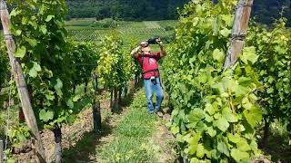 The hedge trimmer Helion on the Alsace Wine Route [upl. by Bettzel]