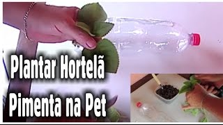 Como Plantar Hortelã Pimenta na Garrafa Pet [upl. by Lenard]