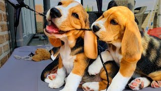 BEAGLE PUPPIES PLAYING 8 Week Old Beagle Puppy Compilation [upl. by Anehsak]