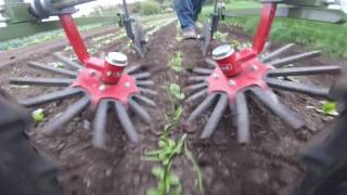 Planet Jr cultivating spinach with Steketee finger weeders [upl. by Gable]