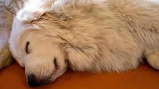 A History of the Great Pyrenees A Majestic Breed [upl. by Yerocaj234]