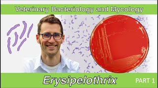 Erysipelothrix Part 1  Veterinary Bacteriology and Mycology [upl. by Eilama]