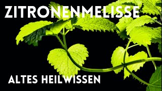 Zitronenmelisse  altes Heilwissen [upl. by Colas792]