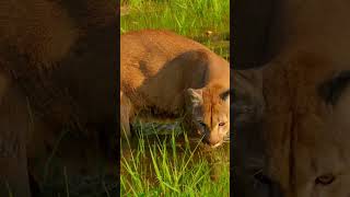 Cougar animal videos cougar shortvideo youtubeshorts shortsfeed wildlife virelshorts [upl. by Gabel]