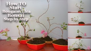 How to Start Bougainvillea Bonsai Step by Step amp Growing TipsGREEN PLANTS [upl. by Schweitzer]