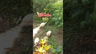 Gallinetas subscribe gatitoshaciendocosas shortvideo shortvideo hugoconstruye [upl. by Agathe]