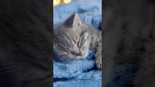 Soft touch rain cat soothing mediationmusic relaxing cutecat mediation [upl. by Latsyrk179]