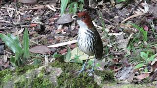 Chestnut crowned Antpitta  Birds of Colombia  Grallaria ruficapilla  Aves de Colombia [upl. by Zenas]