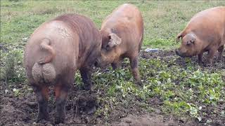 Big Duroc boar with his sows in freedom  pure American Duroc [upl. by Slemmer]