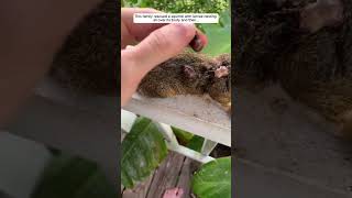 This woman rescued a squirrel with larvae nesting all over its body squirrel babysquirrels short [upl. by Aihtniroc973]