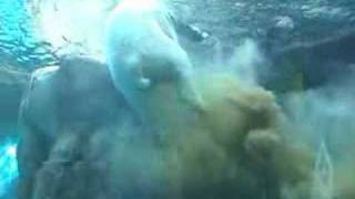 Polar Bear Poops Underwater Original [upl. by Centeno616]